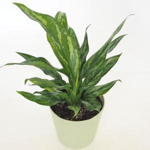 シナモン(セイロン・ニッケイ)【中型 観葉植物 7号鉢／1個】 : shopooo