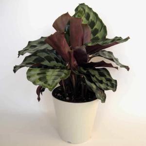 観葉植物 鉢花 原種：香りのする胡蝶蘭 ファレノプシス ビオラセア