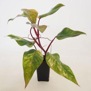 観葉植物 鉢花 苗：バンクシア ヌタンス*5号 Banksia nutans : 遊恵