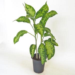 アグラオネマ ピクタム 観葉植物 4号/1個売り Aglaonema オフィス