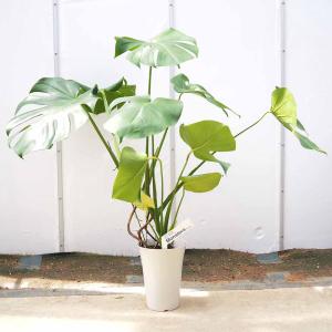 観葉植物 大型 モンステラ・デリシオーサ（根上がり仕立て） / 7寸・約