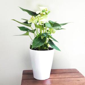 レア品種 斑入り フィロデンドロン シルバーメタル バリエガータ 黄斑