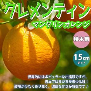 ☀【仏手柑斑入り接ぎ木苗】 整理特価販売　接ぎ木4生苗です。 仏手柑 （ ブッシュカン ） 15cmポット接ぎ木苗 : 花と緑の専門店 土っ