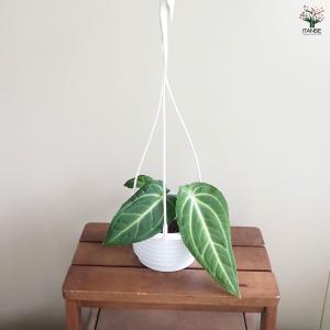 観葉植物：アンスリウム ドラヤキ*5号 プラポット Anthurium Dorayaki