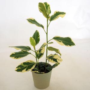 フィカス・バーガンディー【観葉植物 8号 ストレート仕立／1個売り