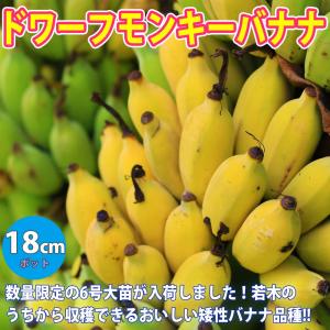 バナナ　苗　ドワーフ・モンキー　果樹植物/苗木　フルーツ　くだもの　沖縄 日本花キ流通 ドワーフ モンキーバナナ 苗 13.5cmポットトロピカル
