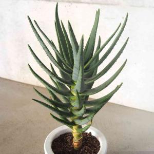 アロエ ディコトマ 多肉植物 6号/1個売り キダチアロエ 木立アロエ