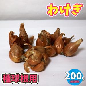 分葱(わけぎ) 種球根【ネット詰め野菜球根 充填時200g／1袋】｜itempost