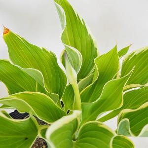 ギボウシ ホスタ サガエ 寒河江 数量限定 大人気品種 大株 8号 人気
