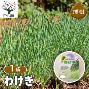分葱(わけぎ) 種球根【ネット詰め野菜球根 充...の詳細画像1