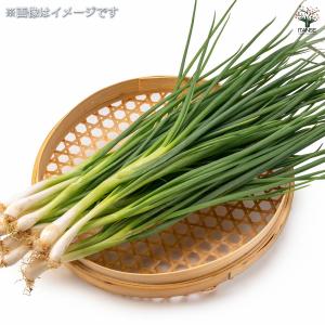 分葱(わけぎ) 種球根【ネット詰め野菜球根 充...の詳細画像2
