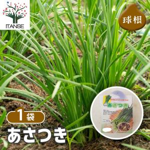 あさつき 種球根【ネット詰め野菜球根 充填時1...の詳細画像1