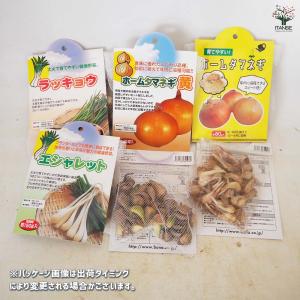 あさつき 種球根【ネット詰め野菜球根 充填時1...の詳細画像2