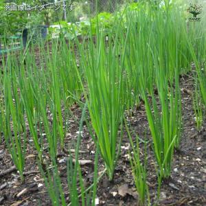 あさつき 種球根【ネット詰め野菜球根 充填時1...の詳細画像3