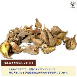 あさつき 種球根【ネット詰め野菜球根 充填時1...の詳細画像4
