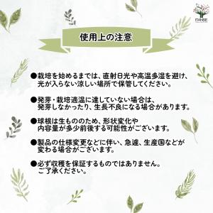 あさつき 種球根【ネット詰め野菜球根 充填時1...の詳細画像5