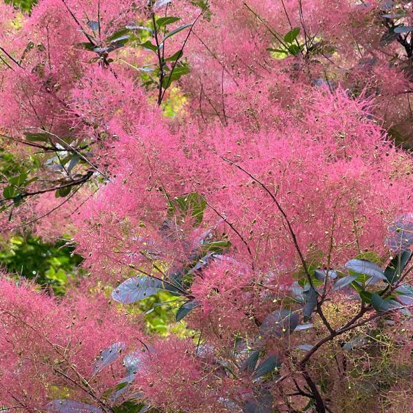 スモークツリー ルビーハート 【花木苗 7号／1個売り】