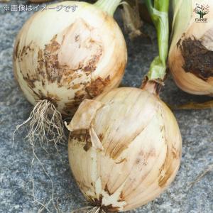 ホームたまねぎ 種球根【ネット詰め野菜球根 充...の詳細画像2