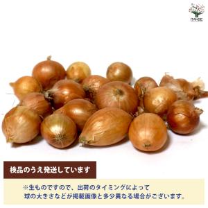 ホームたまねぎ 種球根【ネット詰め野菜球根 充...の詳細画像4