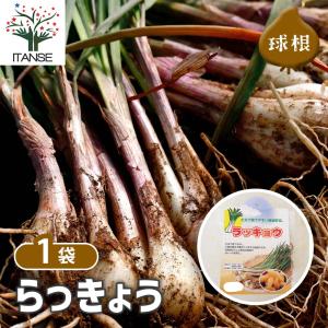 らっきょう 種球根【ネット詰め野菜球根 充填時...の詳細画像1
