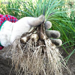 らっきょう 種球根【ネット詰め野菜球根 充填時...の詳細画像2