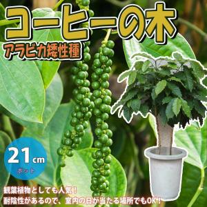 マカダミアナッツ バーモント種 取り木苗 7号スリット鉢植え : 苗木部