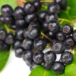 6寸鉢植え アロニア チョコレートベリー（チョコベリー）：果樹苗