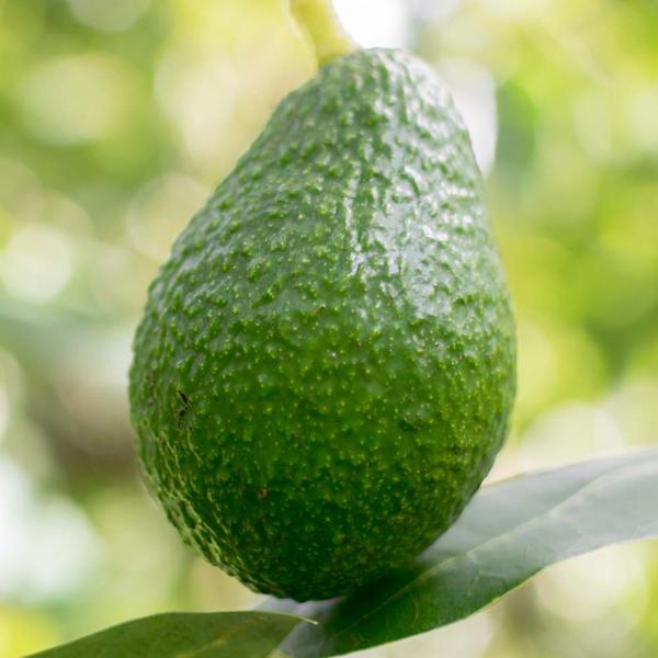 アボカド ヤマガタ 【果樹の苗木 4.5号／1個売り】