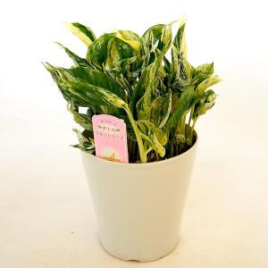 ポトス テルノ プレシャス 5号吊り鉢｜観葉04-PA : 赤塚植物園ヤフー店