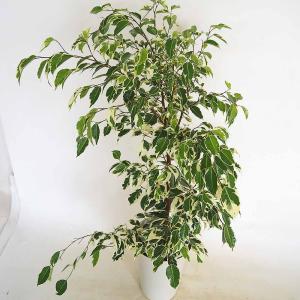 ITANSE 観葉植物 フィカス ベンジャミン スターライトビューティー
