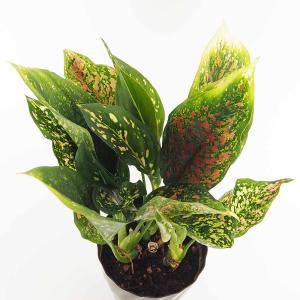 観葉植物 SOUJU（創樹）ブランド：オリーブの木*4号 シプレッシーノ