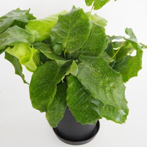 現品) ビルベルギア 'ブルームーン' (No.62406) (観葉植物 おしゃれ