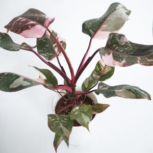 観葉植物：開花済み株 チランジア エアープランツ キセログラフィカ