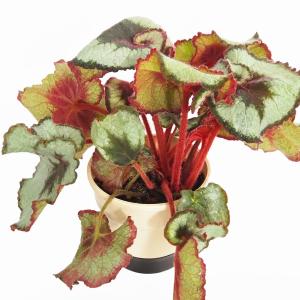 サボテン 小春日和 4号｜観葉10-TU : 赤塚植物園ヤフー店 - 通販