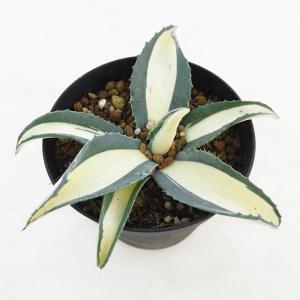 日本花キ流通 多肉植物 caアガベ 華厳 アメリカーナ メディオピクタ
