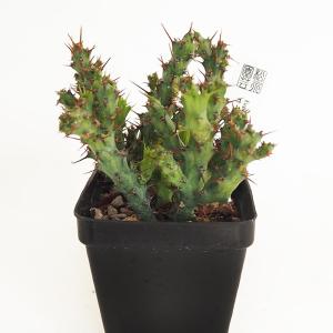 多肉植物）ユーフォルビア ラムローサ 2．5号（1鉢） : チャーム