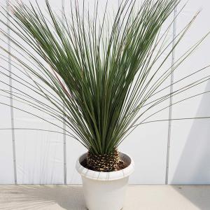 ダシリリオン・ロンギシマム ドライガーデン 10号鉢 送料無料 : 日本