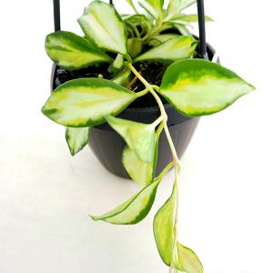 観葉植物）ホヤ インスラリス（1株） : チャーム charm ヤフー店