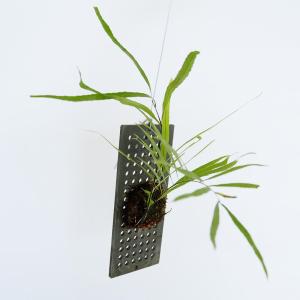 花芽付き　グレビレア　レッドフックス　鉢植え　苗　オージープランツ 花芽付き グレビレア レッドフックス 鉢植え 苗 オージープランツ