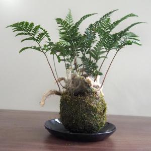 トキワシノブ 鉢植え 猫の手シノブ 盆栽 ミニ盆栽 山野草 現品 : やま