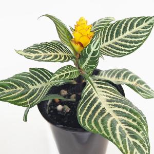 アフェランドラ ダニア 【観葉植物 4号／1個売り】