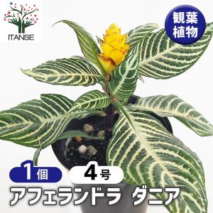 アフェランドラ ダニア 【観葉植物 4号/1個売り】の詳細画像1