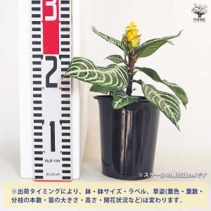 アフェランドラ ダニア 【観葉植物 4号/1個売り】の詳細画像2