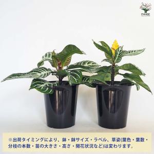 アフェランドラ ダニア 【観葉植物 4号/1個売り】の詳細画像3