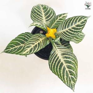 アフェランドラ ダニア 【観葉植物 4号/1個売り】の詳細画像4