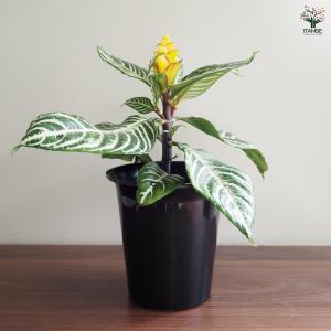 アフェランドラ ダニア 【観葉植物 4号/1個売り】の詳細画像5