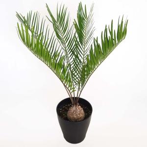 ［現品］ザミア　フロリダーナ　6号　蘇轍　観葉植物　室内　レア　細葉　かっこいい 現品］ザミア フロリダーナ 6号 蘇轍 観葉植物 室内 レア 細葉