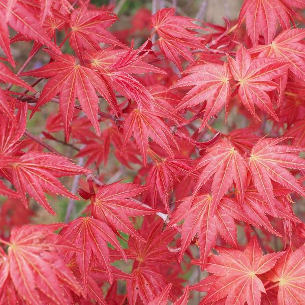 モミジ(カエデ)の苗木 出猩々(デショウジョウ) 【花木苗 6号／1個売り】