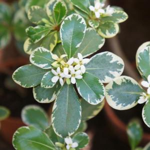 世界一重い木 リグナムバイダ（リグナムバイタ） 2号ポット苗 実生