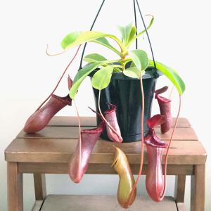希少品種 観葉植物 食虫植物：ウツボカズラ ネペンテス ヴィーチア